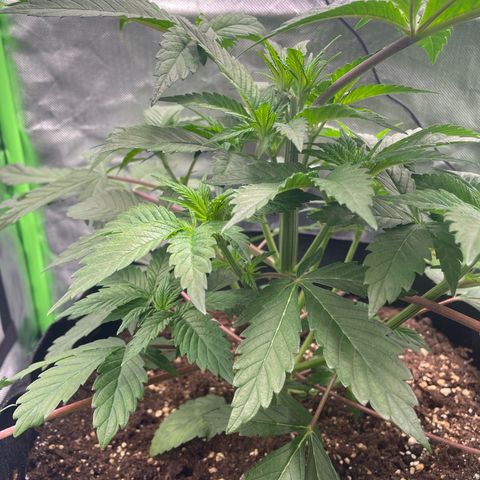 Anne - Blue gelato #41 growlog timeline photo