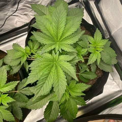 Amelia - Blue gelato #41 growlog timeline photo