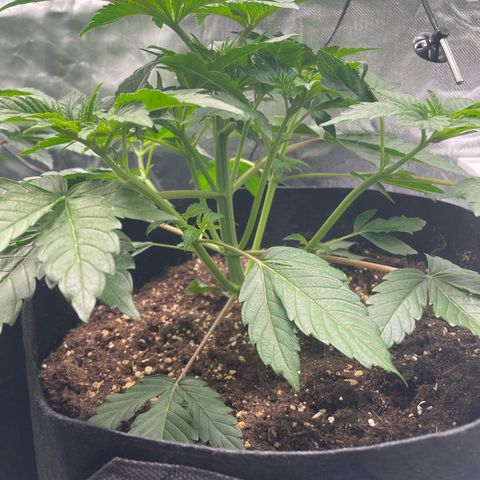 Amelia - Blue gelato #41 growlog timeline photo