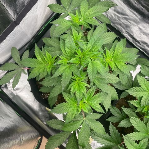 Anne - Blue gelato #41 growlog timeline photo