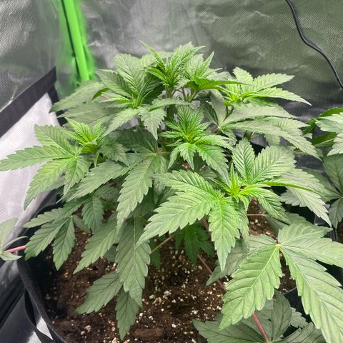 Anne - Blue gelato #41 growlog timeline photo