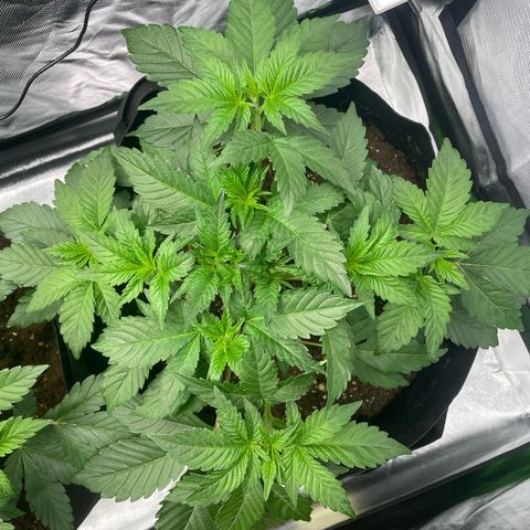Amelia - Blue gelato #41 growlog photo: After defoliation