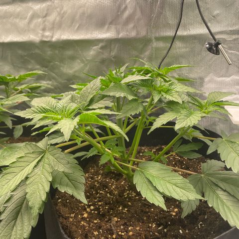 Amelia - Blue gelato #41 growlog photo: After defoliation
