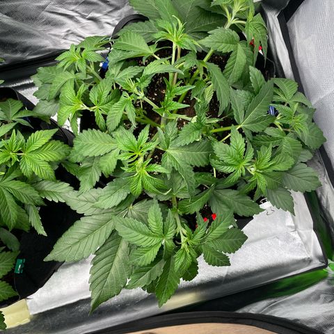 Amelia - Blue gelato #41 growlog photo: After LST
