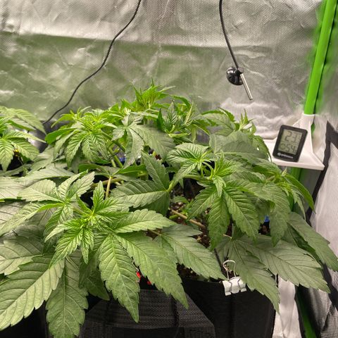 Amelia - Blue gelato #41 growlog photo: After LST