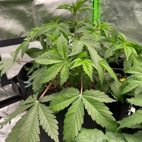 Anne - Blue gelato #41 growlog photo: After LST