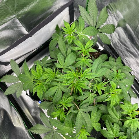 Anne - Blue gelato #41 growlog photo: After LST