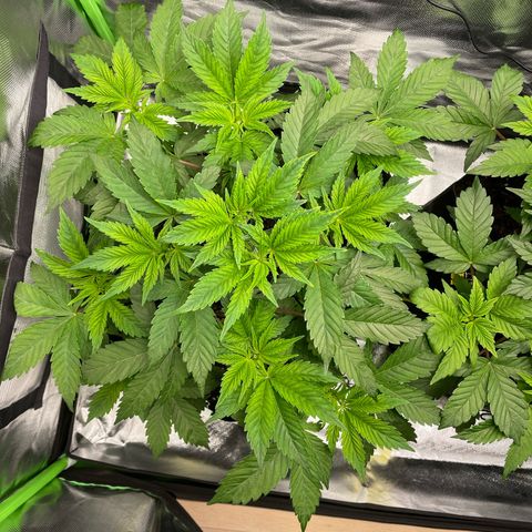Anne - Blue gelato #41 growlog timeline photo