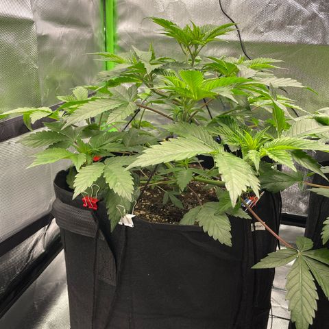 Anne - Blue gelato #41 growlog timeline photo