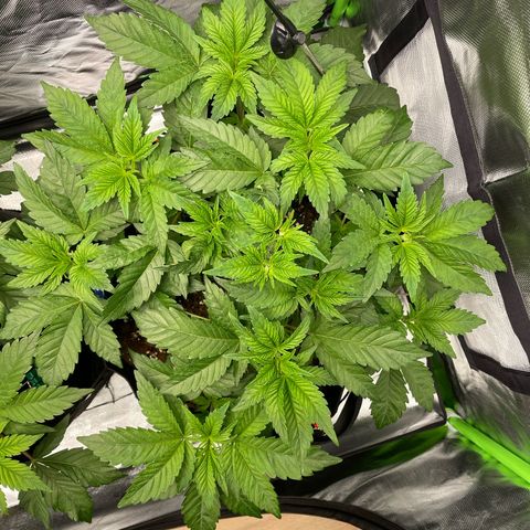 Amelia - Blue gelato #41 growlog timeline photo