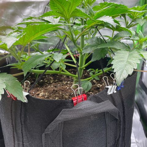 Amelia - Blue gelato #41 growlog timeline photo