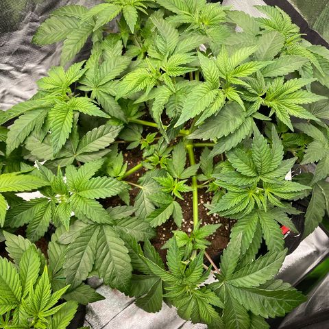 Amelia - Blue gelato #41 growlog photo: Making space for the new shoots