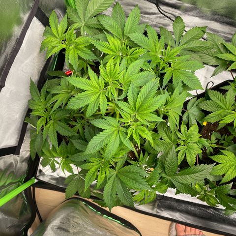 Anne - Blue gelato #41 growlog photo: Make space for new shoots