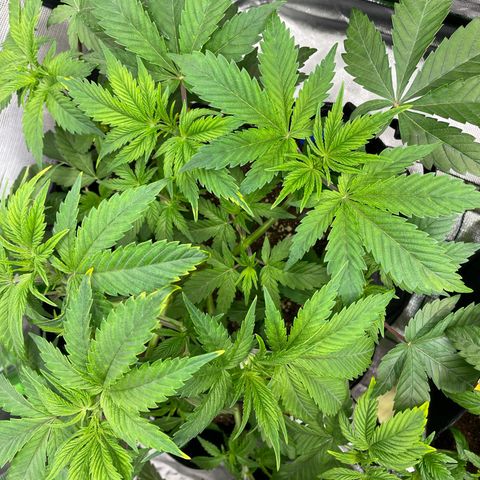 Anne - Blue gelato #41 growlog photo: Make space for new shoots