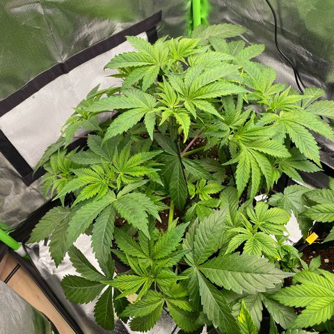 Anne - Blue gelato #41 growlog photo: Make space for new shoots