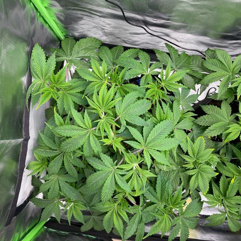 Anne - Blue gelato #41 growlog timeline photo