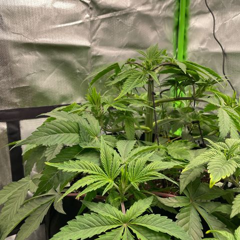 Anne - Blue gelato #41 growlog timeline photo