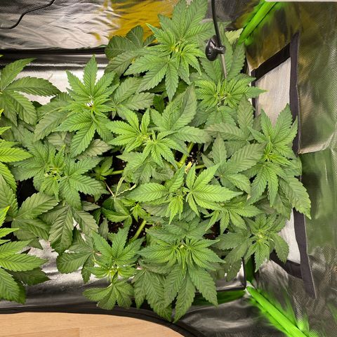 Amelia - Blue gelato #41 growlog timeline photo