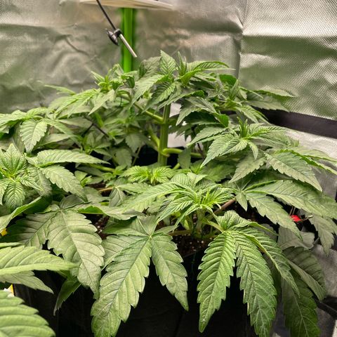 Amelia - Blue gelato #41 growlog timeline photo
