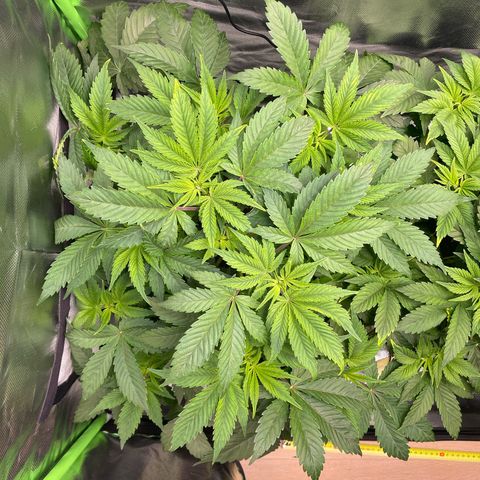 Anne - Blue gelato #41 growlog timeline photo