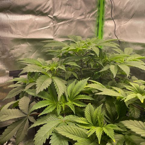 Anne - Blue gelato #41 growlog timeline photo