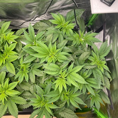 Amelia - Blue gelato #41 growlog timeline photo