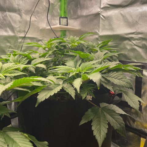 Amelia - Blue gelato #41 growlog timeline photo