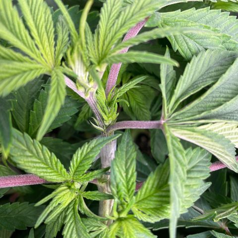 Anne - Blue gelato #41 growlog photo: Snapped off a top shoot. Tried to repair with some tape