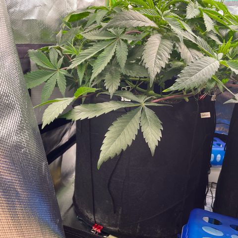 Anne - Blue gelato #41 growlog photo: Before and after defoliation