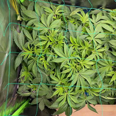 Anne - Blue gelato #41 growlog photo: Before and after defoliation