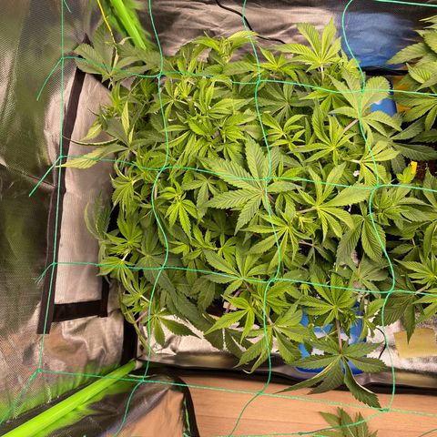 Anne - Blue gelato #41 growlog photo: Before and after defoliation