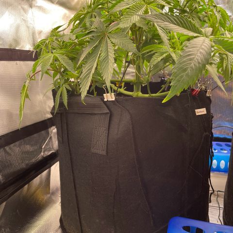 Anne - Blue gelato #41 growlog photo: Before and after defoliation