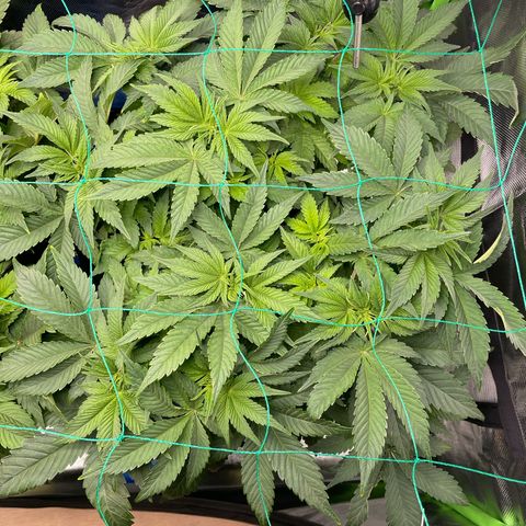 Amelia - Blue gelato #41 growlog timeline photo
