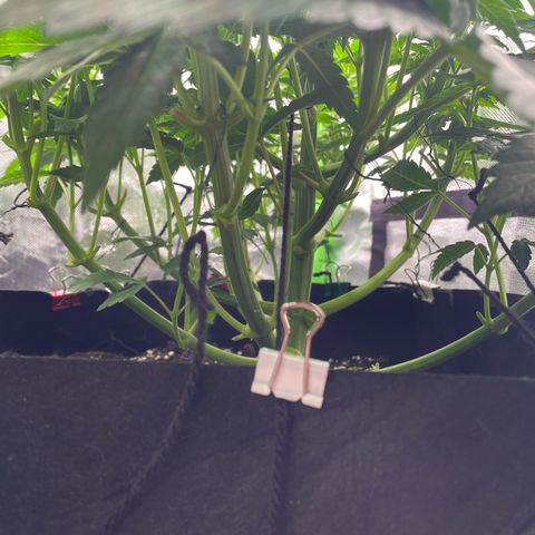 Amelia - Blue gelato #41 growlog timeline photo
