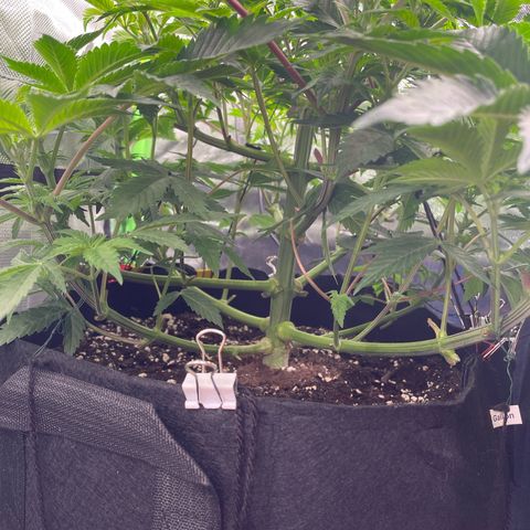 Anne - Blue gelato #41 growlog timeline photo