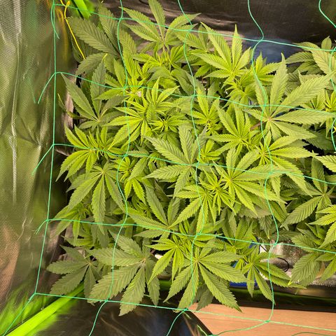 Anne - Blue gelato #41 growlog timeline photo