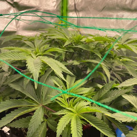 Anne - Blue gelato #41 growlog timeline photo