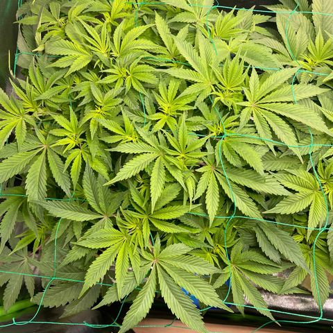 Anne - Blue gelato #41 growlog timeline photo