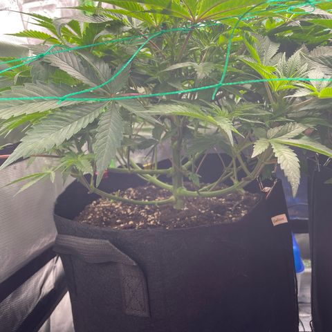 Anne - Blue gelato #41 growlog timeline photo