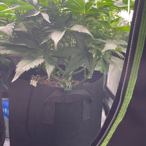 Amelia - Blue gelato #41 growlog timeline photo