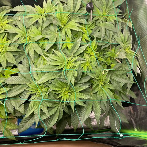 Amelia - Blue gelato #41 growlog timeline photo