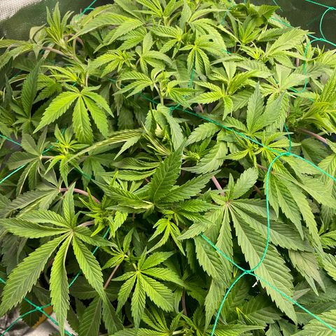 Anne - Blue gelato #41 growlog photo: Scrog 