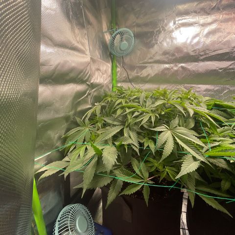 Anne - Blue gelato #41 growlog timeline photo