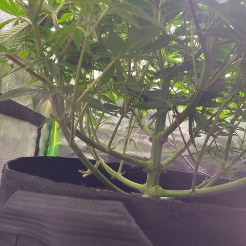 Anne - Blue gelato #41 growlog timeline photo