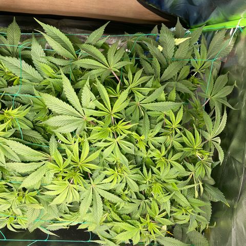 Anne - Blue gelato #41 growlog timeline photo