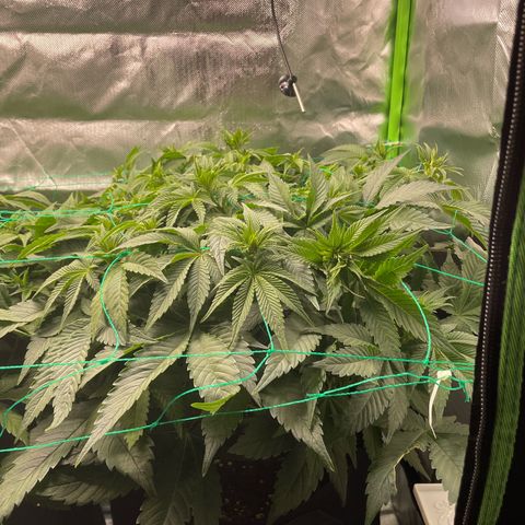 Amelia - Blue gelato #41 growlog timeline photo