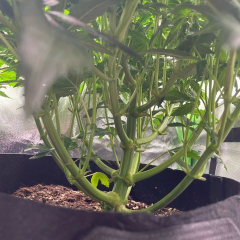 Amelia - Blue gelato #41 growlog timeline photo