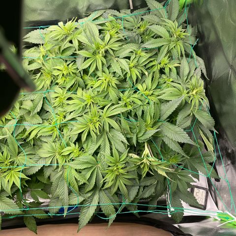Amelia - Blue gelato #41 growlog timeline photo