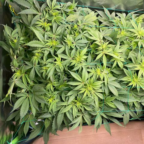 Anne - Blue gelato #41 growlog timeline photo