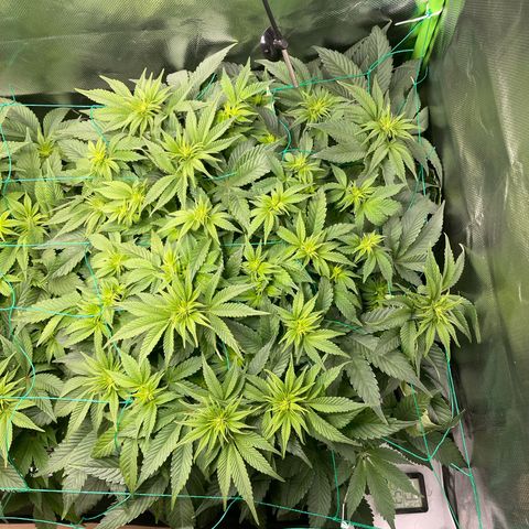 Amelia - Blue gelato #41 growlog timeline photo